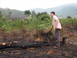 Lạ lùng một dự án “phá rừng - làm ruộng” 